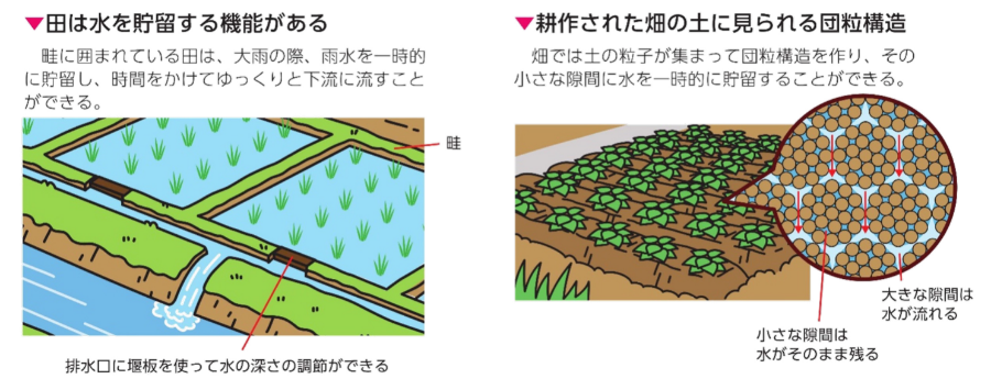 田んぼ畦イメージ図